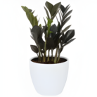 Advi-Decorative-Zamioculcas-Zamiifolia-Plant-One