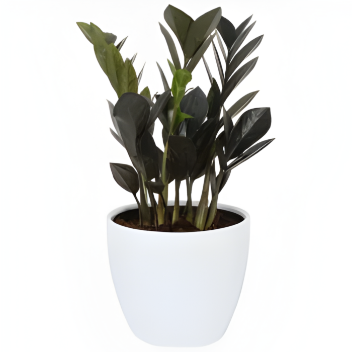 Advi-Decorative-Zamioculcas-Zamiifolia-Plant-One Advi-Decorative-Zamioculcas-Zamiifolia-Plant-One