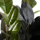 Advi-Decorative-Zamioculcas-Zamiifolia-Plant-three