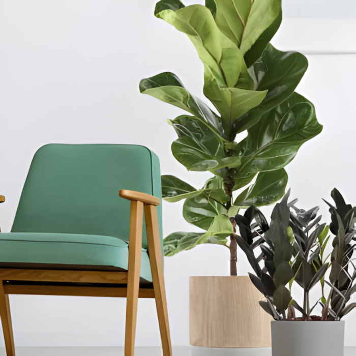 Advi-Decorative-Zamioculcas-Zamiifolia-Plant-two Advi-Decorative-Zamioculcas-Zamiifolia-Plant-two