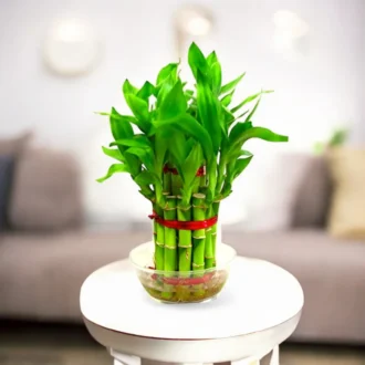 2 Layer Lucky Bamboo Plant | Indoor Feng Shui Plant for Home & Office