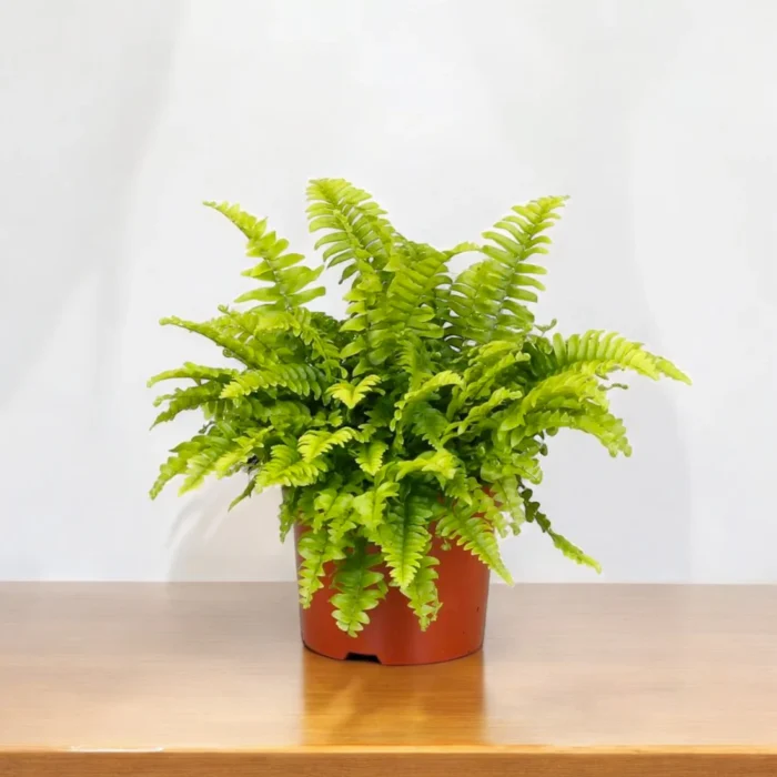 3_Boston_Fern 3_Boston_Fern