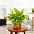 3_Boston_Fern-Photoroom