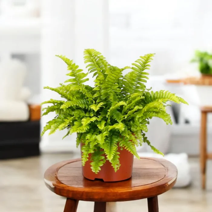 3_Boston_Fern-Photoroom 3_Boston_Fern-Photoroom