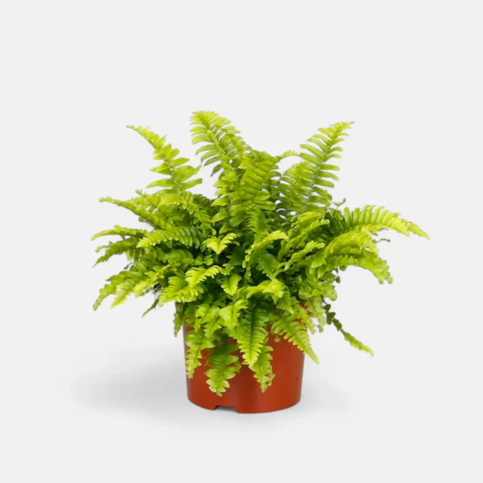 3_Boston_Fern-Photoroom_1 3_Boston_Fern-Photoroom_1