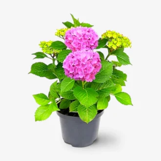 Hydrangea Pink Plant (Hybrid Variety) | Flowering Plant for Entrance