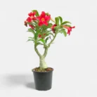 Adenium_Red1