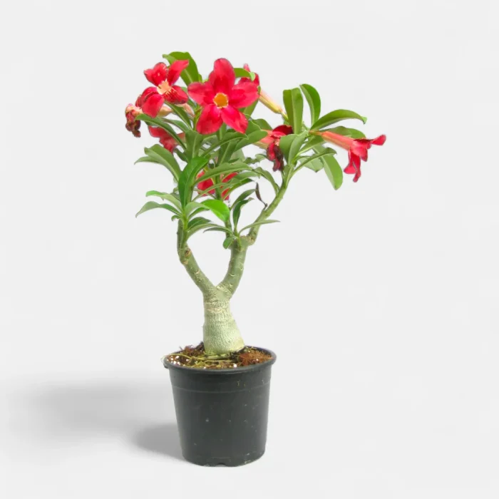 Adenium_Red1 Adenium_Red1