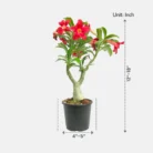 Adenium_Red2
