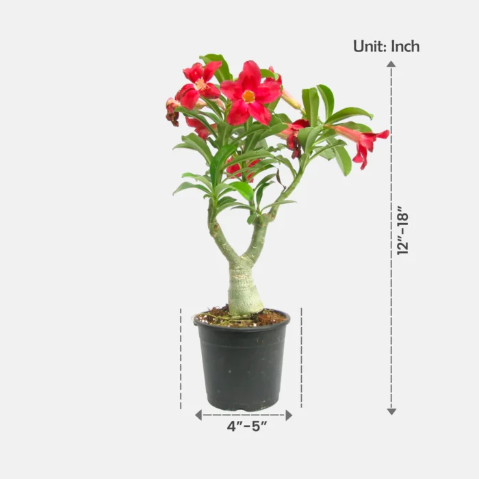 Adenium_Red2 Adenium_Red2