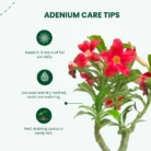 Adenium_Red_Bonsai-Like