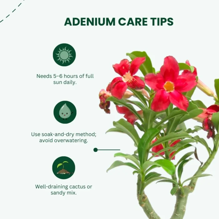 Adenium_Red_Bonsai-Like Adenium_Red_Bonsai-Like