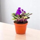 African_Violet_Purple_Plant1