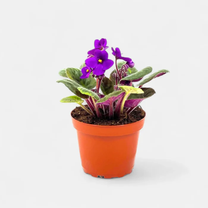 African_Violet_Purple_Plant2 African_Violet_Purple_Plant2