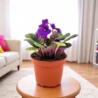 African_Violet_Purple_Plant4