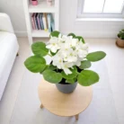 African_Violet_White_Plant