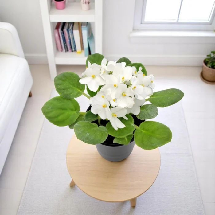 African_Violet_White_Plant