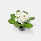 African_Violet_White_Plant_2