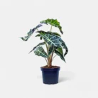 Alocasia-Black-polly1