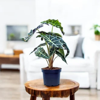 Alocasia Polly (Alocasia Black) – Exotic Indoor Foliage Plant