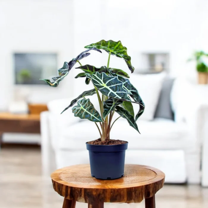 Alocasia-Black-polly_c1722447-f2ae-4d32-9fd9-f5ac019f8c11 Alocasia-Black-polly_c1722447-f2ae-4d32-9fd9-f5ac019f8c11