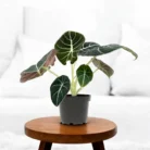 Alocasia_Black_Velvet