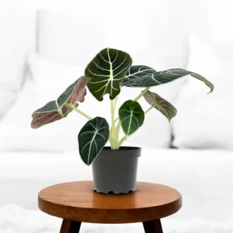 Alocasia Black Velvet (Jewel Alocasia) – Compact Indoor Elephant Ear Plant