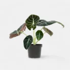 Alocasia_Black_Velvet1