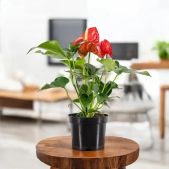 Anthurium Red Indoor Plant (Tailflower) | Air Purifying Flowering Plant