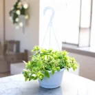 Aptenia_Cordifolia_Variegata_Baby_Sun_Rose_Plant_in_Hanging_Basket