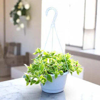 Aptenia Cordifolia Variegata ‘Baby Sun Rose’ – Trailing Succulent in Hanging Basket