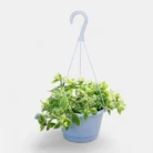 Aptenia_Cordifolia_Variegata_Baby_Sun_Rose_Plant_in_Hanging_Basket1