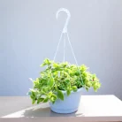 Aptenia_Cordifolia_Variegata_Baby_Sun_Rose_Plant_in_Hanging_Basket2