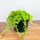 Baby_Tears_Plant_-_Pilea_Depressa