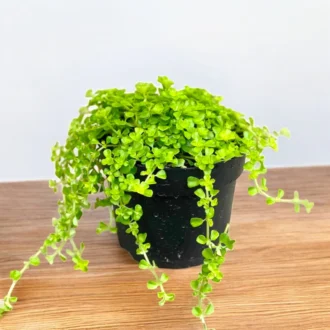 Baby Tears Plant (Pilea Depressa) – Trailing Indoor Greenery Plant