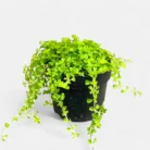 Baby_Tears_Plant_-_Pilea_Depressa1