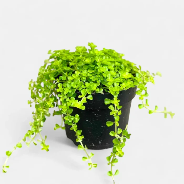Baby_Tears_Plant_-_Pilea_Depressa1