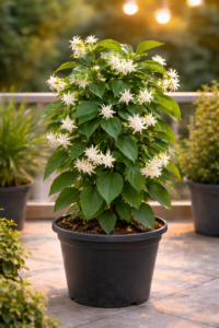 Raat Rani Plant in pot with white fragrant night blooming flowers
