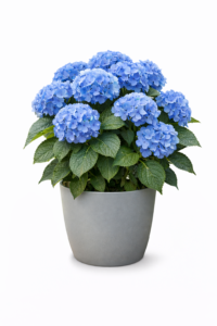 Blue Hydrangea Plant