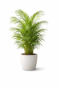 Areca Palm Plant in grow pot with lush green feathery indoor foliage