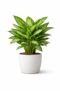 Aglaonema Green Plant in grow pot placed on office desk with glossy green foliage