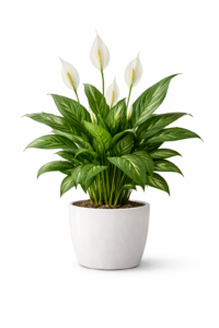 Peace Lily Plant in grow pot with white blooms placed on office desk indoors