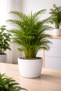 Areca Palm Plant in grow pot with lush green feathery foliage placed indoors