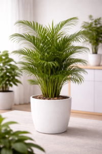Areca Palm Plant in white grow pot with lush green feathery foliage placed indoors