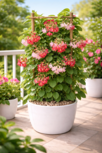 Madhumalti Plant (Rangoon Creeper) with white, pink, and red blooms climbing on wooden trellis in white pot on sunny balcony