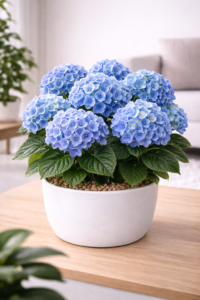 Blue Hydrangea Plant in white pot with large vibrant blue flower clusters placed on wooden table indoors