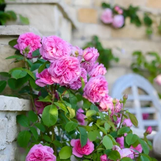 Climbing Rose Plant (Pink) | Flowering Climber in 6 Inch Pot