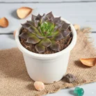 Echeveria_Black_Prince2