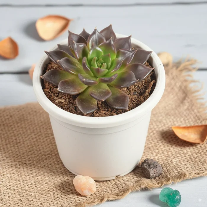 Echeveria_Black_Prince2 Echeveria_Black_Prince2