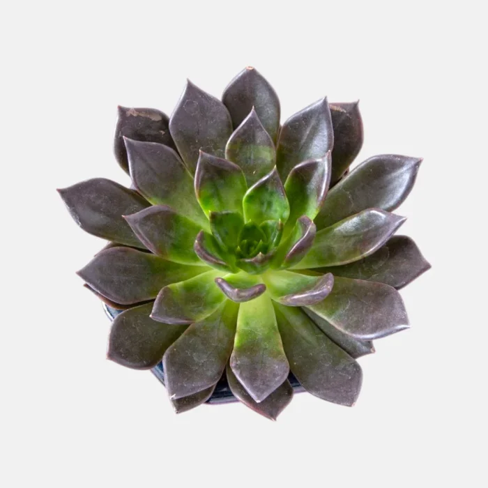 Echeveria_Black_Prince_Exotic_Succulent Echeveria_Black_Prince_Exotic_Succulent